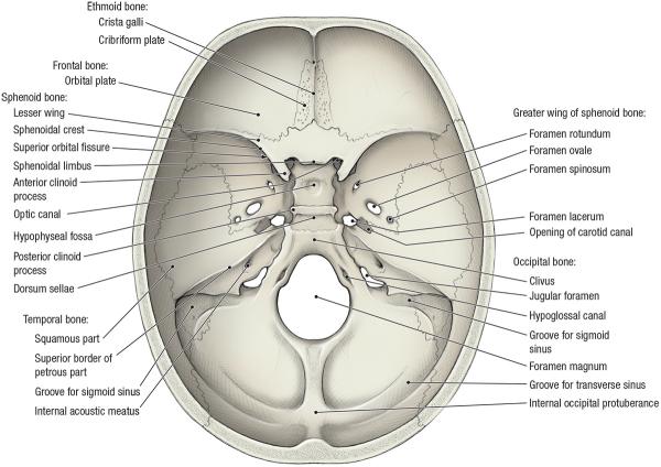 thumbs/Cranial Fossa.jpeg.jpg
